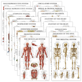 Palace Learning muscular poster 18x24 highlights major muscle groups for study