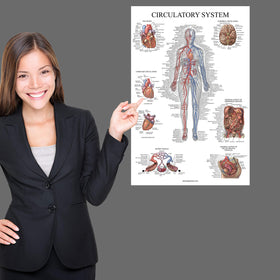 Palace Learning respiratory poster 18x24 supports classroom diagrams for quick reference