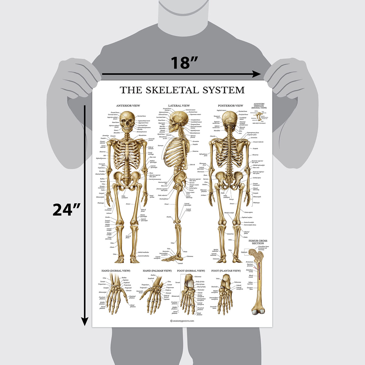 Palace Learning skeletal poster 18x24 aids anatomy review with clear bone illustrations