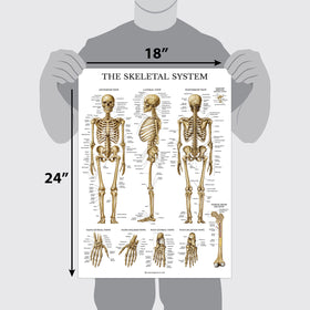 Palace Learning skeletal poster 18x24 aids anatomy review with clear bone illustrations