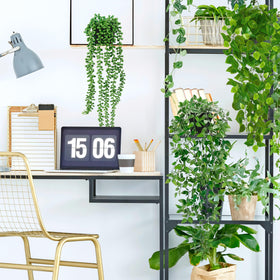 Palonu desk decor with hanging plants creates instant charm