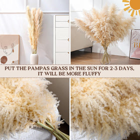 Pasuvsigt pampas decor ideas offer serene sunlit interiors