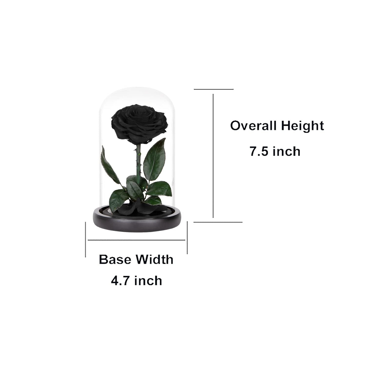 Perfectione Roses glass dome with wooden base showcasing premium display.