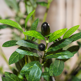 Plantsworld indoor olive tree suited for home or office decor.