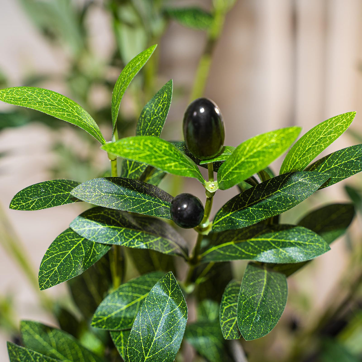 Plantsworld indoor olive tree suited for home or office decor.