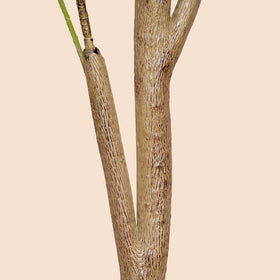 Plantsworld assembly-friendly design lets you adjust branches easily.