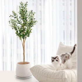 Plantsworld olive tree with durable pot ensures safe placement.