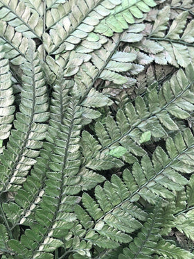 Prefleur preserved ferns 10-stem bundle ready for versatile decor projects.