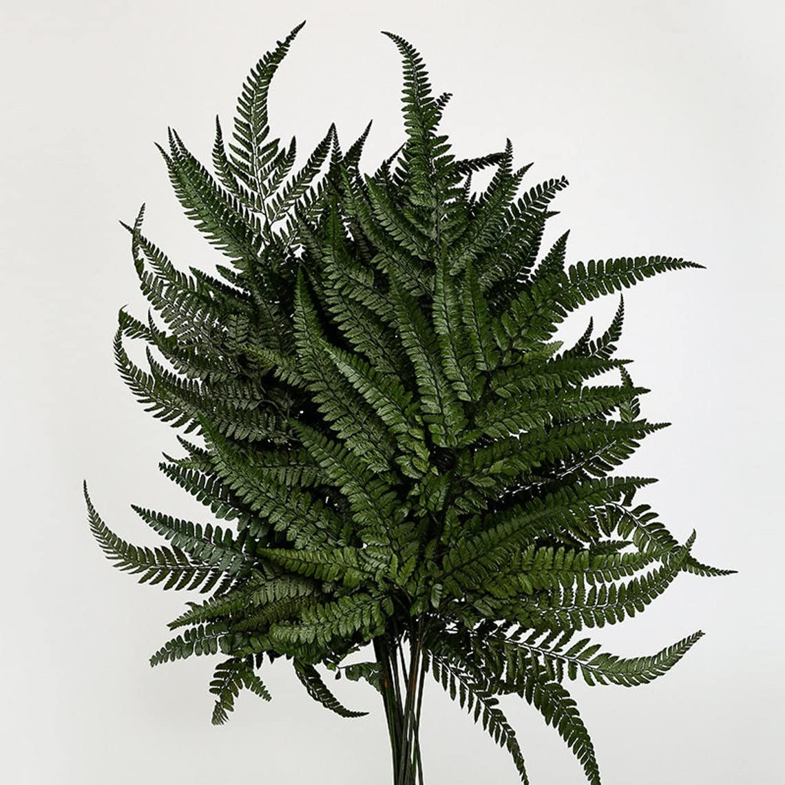 Prefleur preserved ferns branch closeup in dark green for natural texture.