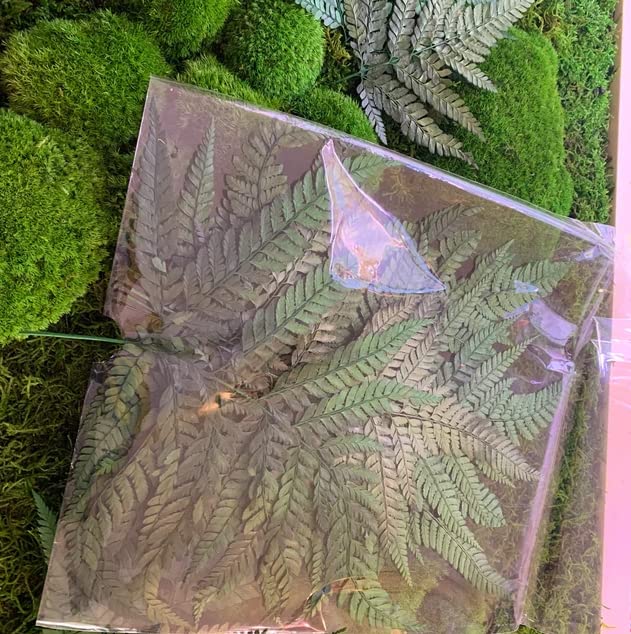 Prefleur preserved ferns wall hanging display in dark green enhances greenery.