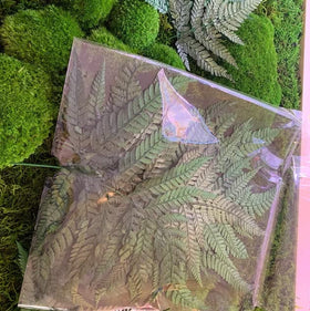 Prefleur preserved ferns wall hanging display in dark green enhances greenery.