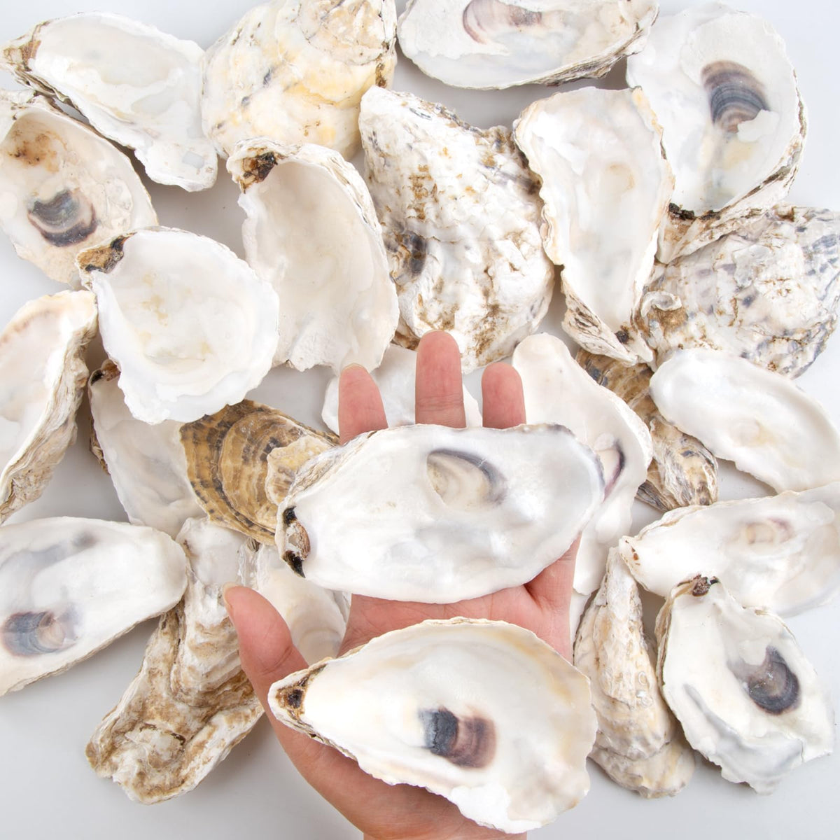 QEQEKAKA oyster shells for Xmas ornaments and holiday decor