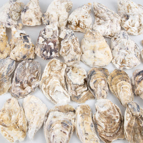 QEQEKAKA oyster shells for craft projects in bulk