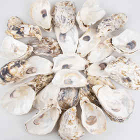 QEQEKAKA oyster shells flat 4-5 inch ideal for wreaths and crafts