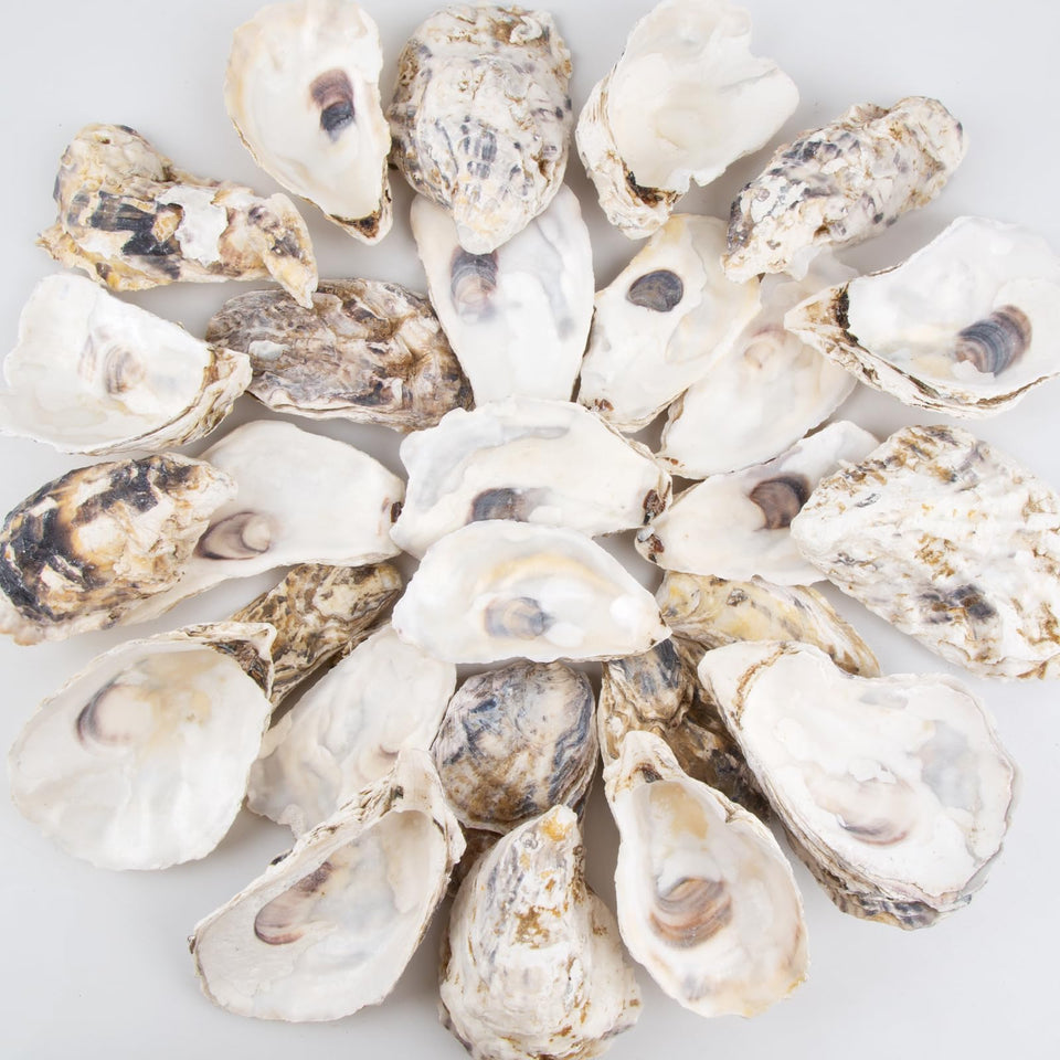 QEQEKAKA oyster shells flat 4-5 inch ideal for wreaths and crafts