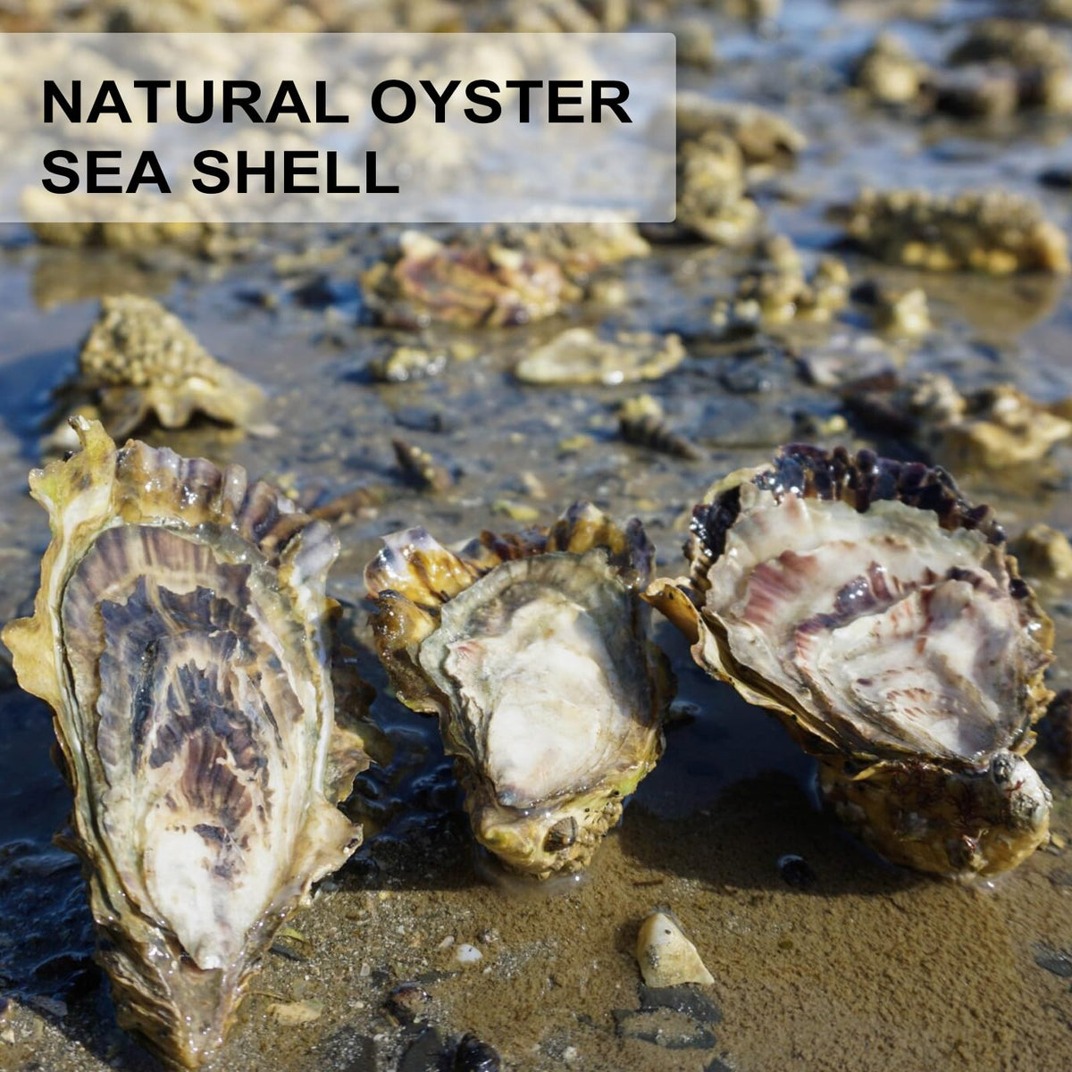 QEQEKAKA oyster shells varied shapes enhance mixed media art
