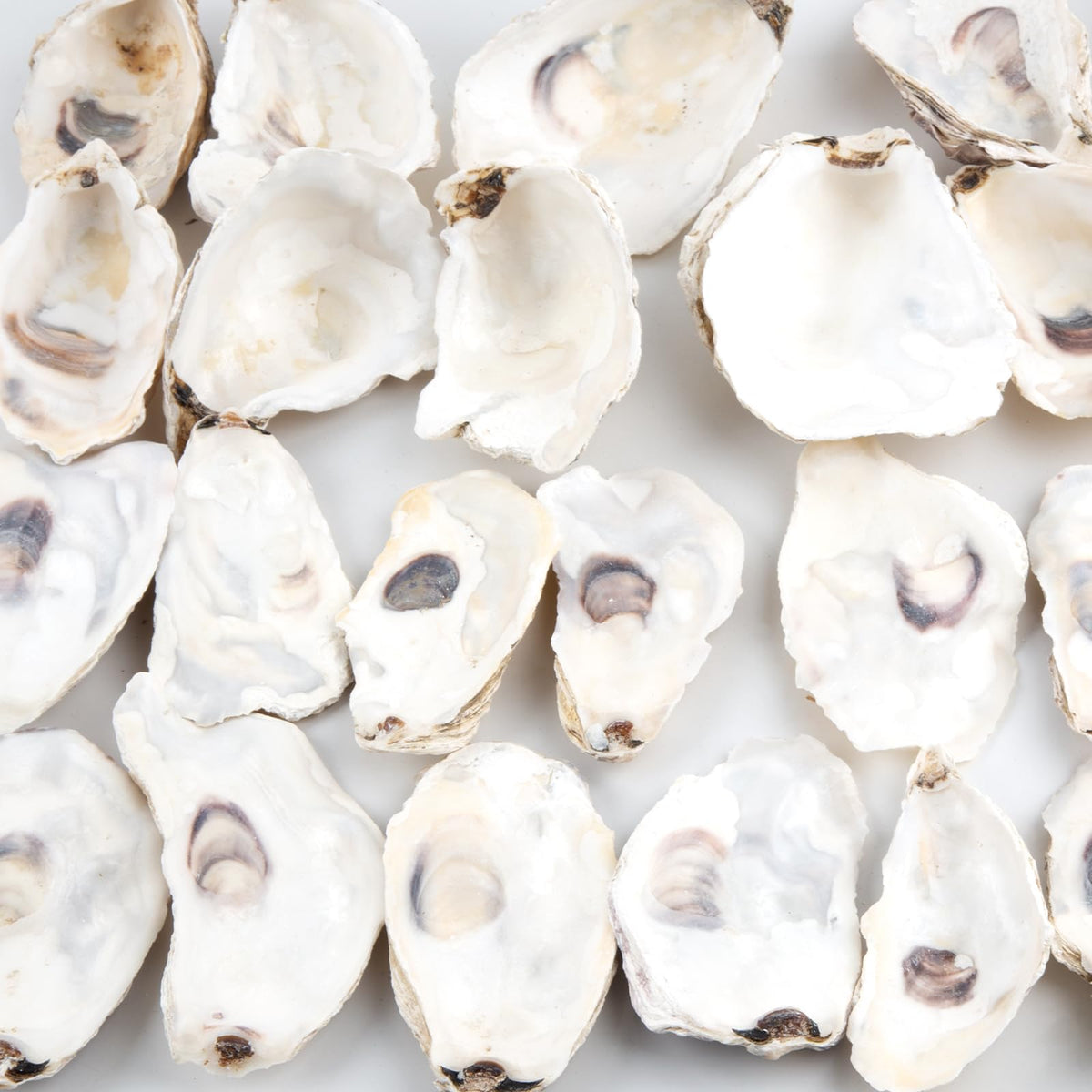 QEQEKAKA oyster shells vase filler for coastal home styling