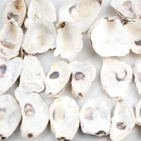 QEQEKAKA oyster shells vase filler for coastal home styling