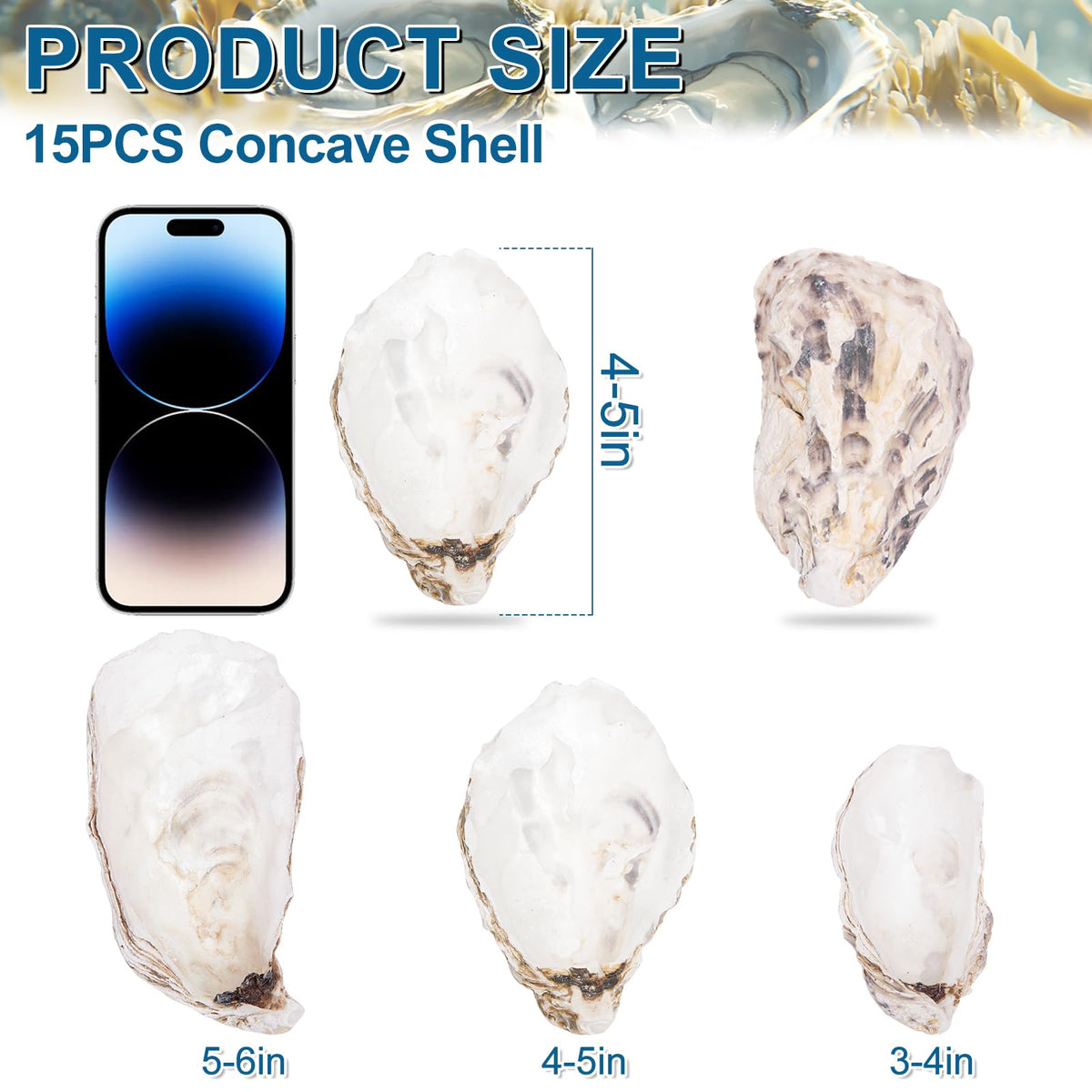 QICQDRAM natural oyster shells bulk for DIY projects and decor.