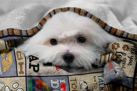 Qotuty blanket on sofa suitable for everyday use