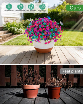 Qubigko Easy-care outdoor blooms for year-round planter color.