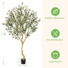 REALEAD olive tree twisted trunk with natural bark patterns