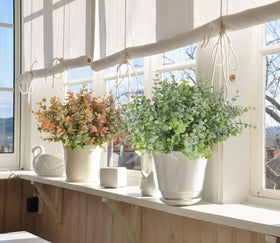 RECUTMS boxwood bushes ideal for wedding décor and wreaths.
