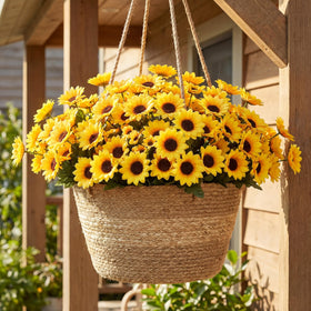 Redbaker sunflower close-up reveals realistic texture ideal for elegant decor.