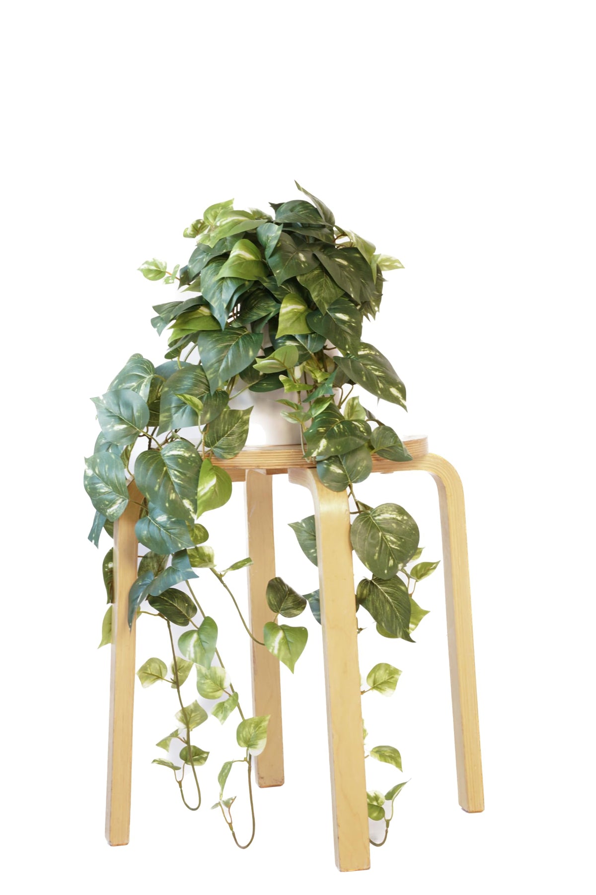 Retrograde pothos ivy front view for chic indoor decor.