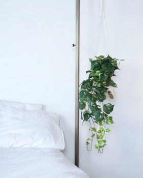 Retrograde pothos ivy living room decor setup for cozy styling.