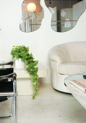 Retrograde Pothos Ivy plant in bathroom light adds greenery.