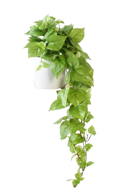 Retrograde Pothos Ivy plant close-up leaves show lifelike texture for elegant decor.