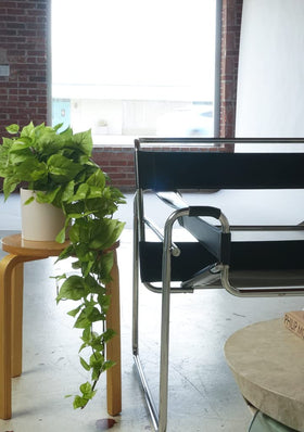 Retrograde Pothos Ivy plant in entryway stand welcomes guests.