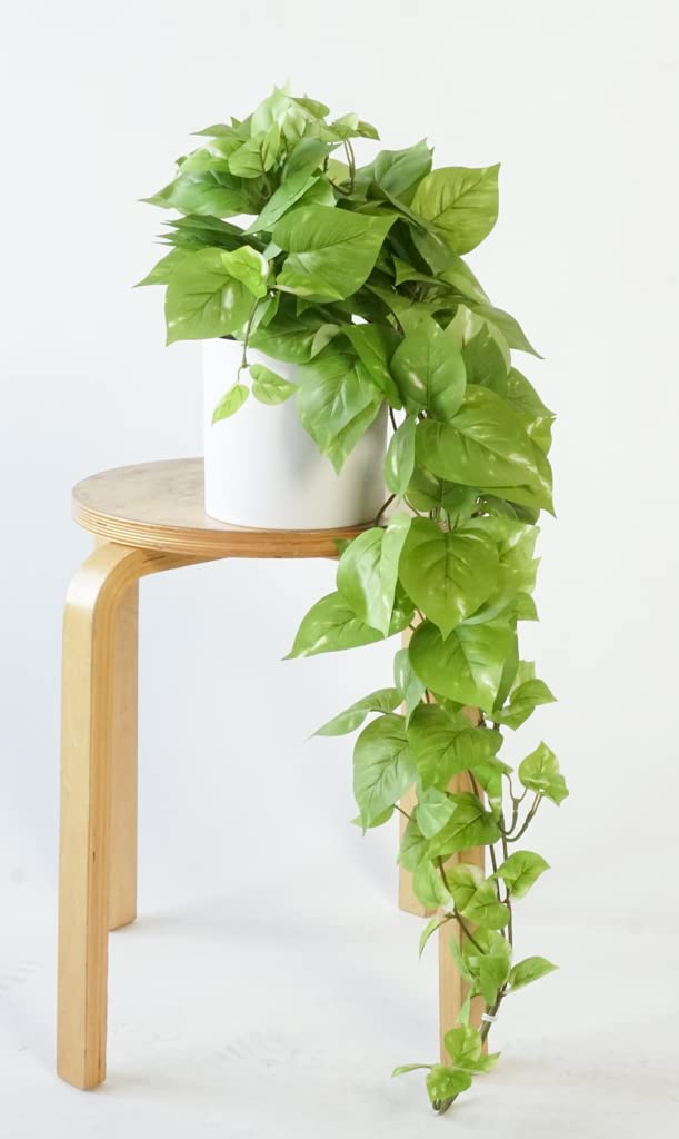 Retrograde Pothos Ivy plant large display enhances room ambiance.