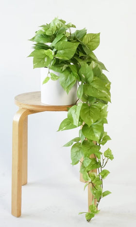 Retrograde Pothos Ivy plant large display enhances room ambiance.
