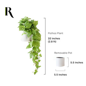 Retrograde Pothos Ivy plant in living room corner creates focal point.