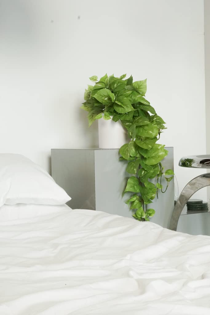 Retrograde Pothos Ivy plant with removable pot on display for easy styling.