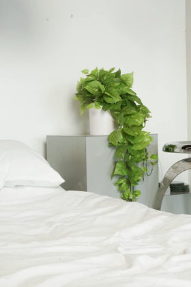 Retrograde Pothos Ivy plant with removable pot on display for easy styling.
