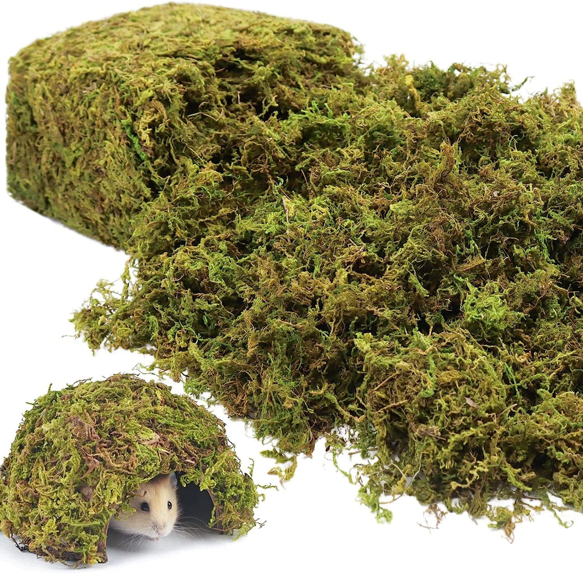 Riare moss closeup reveals a natural-looking texture for terrarium styling