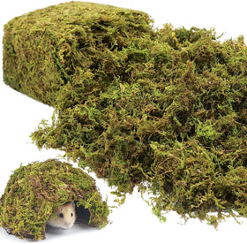 Riare moss closeup reveals a natural-looking texture for terrarium styling