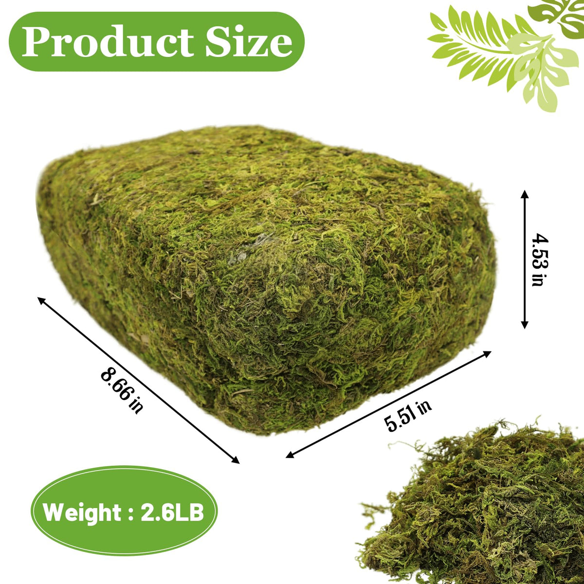 Riare moss soft texture close-up highlights natural look ideal for fairy gardens and terrariums.