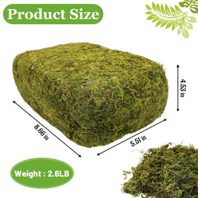 Riare moss soft texture close-up highlights natural look ideal for fairy gardens and terrariums.