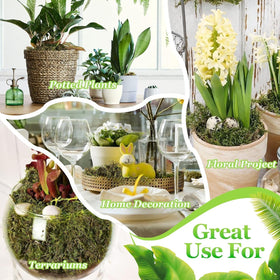 Riare moss green for succulents complements indoor plant displays.