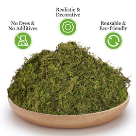 Riare moss as terrarium base for a lush, believable scene