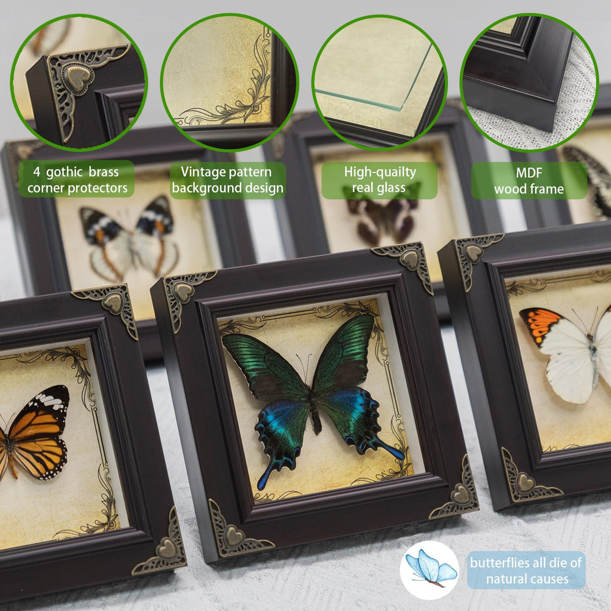 RISDORAY 6.7x6.7 inch frame showcases real butterfly craftsmanship.