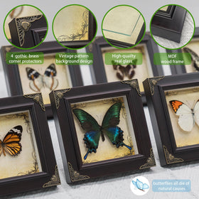 RISDORAY 6.7x6.7 inch frame showcases real butterfly craftsmanship.