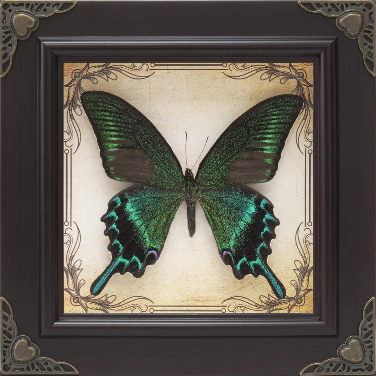 RISDORAY butterfly frame with green-banded queen specimen for striking wall display.