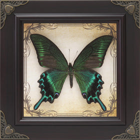 RISDORAY butterfly frame with green-banded queen specimen for striking wall display.