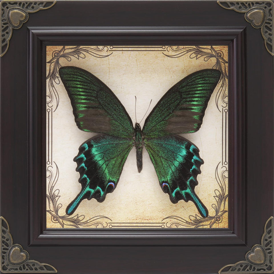 RISDORAY butterfly frame with green-banded queen specimen for striking wall display.