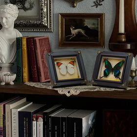 RISDORAY parchment background display enhancing natural butterfly elegance.
